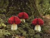 Honeycomb paper decoration Mushroom, 12.5 cm, mix