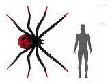 Foil Standing Balloon Spider XXL, 275x152 cm, black and red